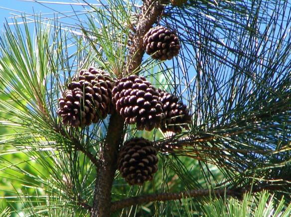 Pinus elliottii